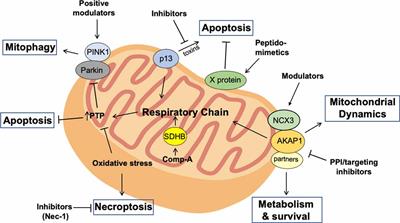 Mitochondrial Homeostasis and Signaling in Parkinson’s Disease